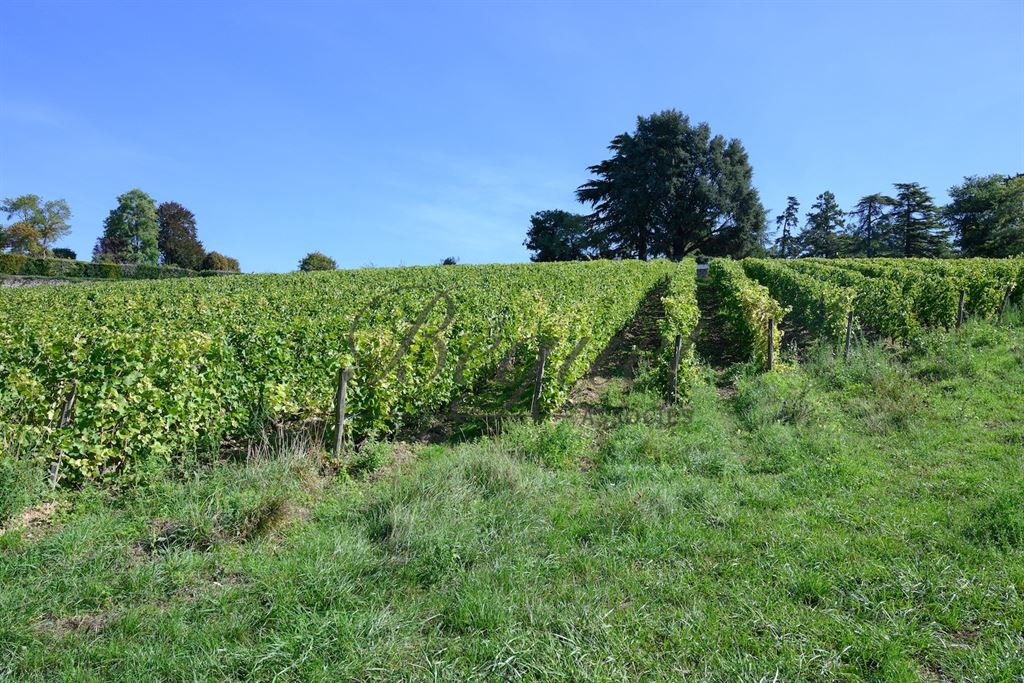 A vendre chez Beguet Associés : Vernou sur Brenne, 37210, Maison 340 m², Maison de gardien et 2 gites 160 m², 8 chambres, piscine, p